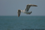 Greater Black-Backed Gull<br><i>Larus marinus</i>