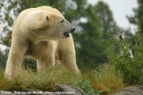 Polar Bear<br><i>Ursus maritimus</i>