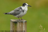 Black Tern<br><i>Chlidonias niger niger</i>