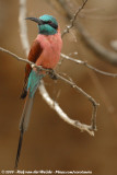 Northern Carmine Bee-Eater<br><i>Merops nubicus</i>