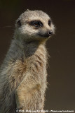 Slender-Tailed Meerkat<br><i>Suricata suricatta ssp.</i>