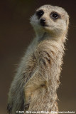 Slender-Tailed Meerkat<br><i>Suricata suricatta ssp.</i>