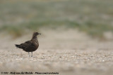 Arctic Skua<br><i>Stercorarius parasiticus</i>