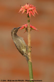 Scarlet-Chested Sunbird<br><i>Chalcomitra senegalensis lamperti</i>