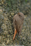 Black Redstart<br><i>Phoenicurus ochruros gibraltariensis</i>