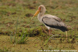 Yellow-Billed Stork<br><i>Mycteria ibis</i>