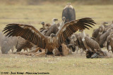 African White-Backed Vulture<br><i>Gyps africanus</i>