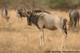Eastern White-Bearded Wildebeest<br><i>Connochaetes taurinus albojubatus</i>