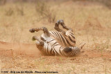 Grants Zebra<br><i>Equus quagga boehmi</i>
