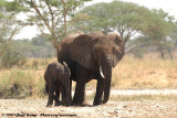 African Elephant<br><i>Loxodonta africana</i>