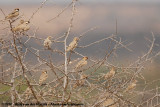 Fischers Sparrow-Lark<br><i>Eremopterix leucopareia</i>