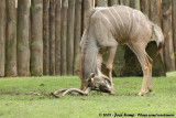 Greater Kudu<br><i>Tragelaphus strepsiceros ssp.</i>