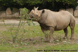 Black Rhinoceros<br><i>Diceros bicornis michaeli</i>
