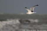 Common Gull<br><i>Larus canus canus</i>