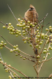 Speckled Mousebird<br><i>Colius striatus kikuyensis</i>