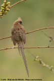 Speckled MousebirdColius striatus kikuyensis