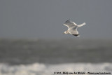 Common Gull<br><i>Larus canus canus</i>