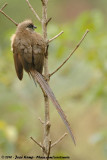 Speckled Mousebird<br><i>Colius striatus kikuyensis</i>