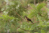 Northern Pied BabblerTurdoides hypoleuca hypoleuca