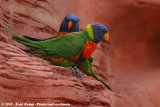 Rainbow Lorikeet (Regenbooglori)
