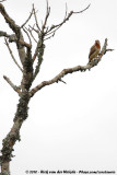 Red-Throated WryneckJynx ruficollis ruficollis