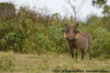 Common Warthog<br><i>Phacochoerus africanus massaicus</i>
