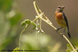 African StonechatSaxicola torquatus axillaris