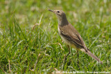 Western Yellow Wagtail<br><i>Motacilla flava ssp.</i>