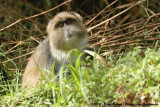 Sykes Monkey<br><i>Cercopithecus albogularis kolbi</i>