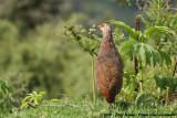 Jacksons Francolin<br><i>Pternistis jacksoni</i>