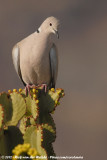 Eurasian Collared Dove<br><i>Streptopelia decaocto decaocto</i>
