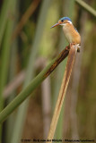 Malachite Kingfisher<br><i>Alcedo cristata galerita</i>