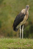 Marabou Stork<br><i>Leptoptilos crumenifer</i>