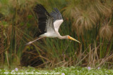 Yellow-Billed Stork<br><i>Mycteria ibis</i>
