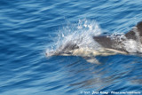 Common Dolphin<br><i>Delphinus delphis</i>