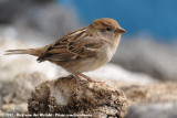 Spanish Sparrow<br><i>Passer hispaniolensis hispaniolensis</i>