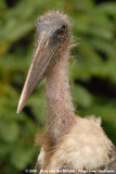 Marabou StorkLeptoptilos crumenifer