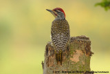 Nubian Woodpecker<br><i>Campethera nubica nubica</i>