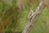 Nubian Woodpecker<br><i>Campethera nubica nubica</i>