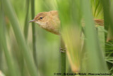 African Reed Warbler<br><i>Acrocephalus scirpaceus cinnamomeus</i>