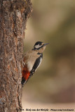 Great Spotted Woodpecker<br><i>Dendrocopos major canariensis</i>