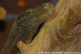 Crocodile Monitor<br><i>Varanus salvadorii</i>