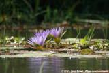 Water Hyacinth<br><i>Eichhornia crassipes</i>