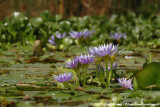 Water Hyacinth<br><i>Eichhornia crassipes</i>