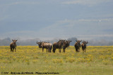 Western White-Bearded Wildebeest<br><i>Connochaetes taurinus mearnsi</i>