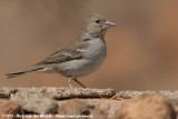 Tenerife Blue Chaffinch<br><i>Fringilla teydea</i>