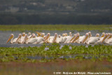 Great White Pelican<br><i>Pelecanus onocrotalus</i>