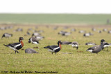 Red-Breasted Goose<br><i>Branta ruficollis</i>