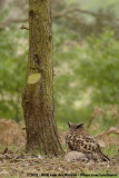 Eurasian Eagle-Owl<br><i>Bubo bubo bubo</i>