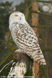 Snowy Owl<br><i>Bubo scandiacus</i>